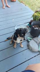 Found/Stray Male Dog last seen Near W University Ave, Waxahachie, TX, Waxahachie, TX 75165