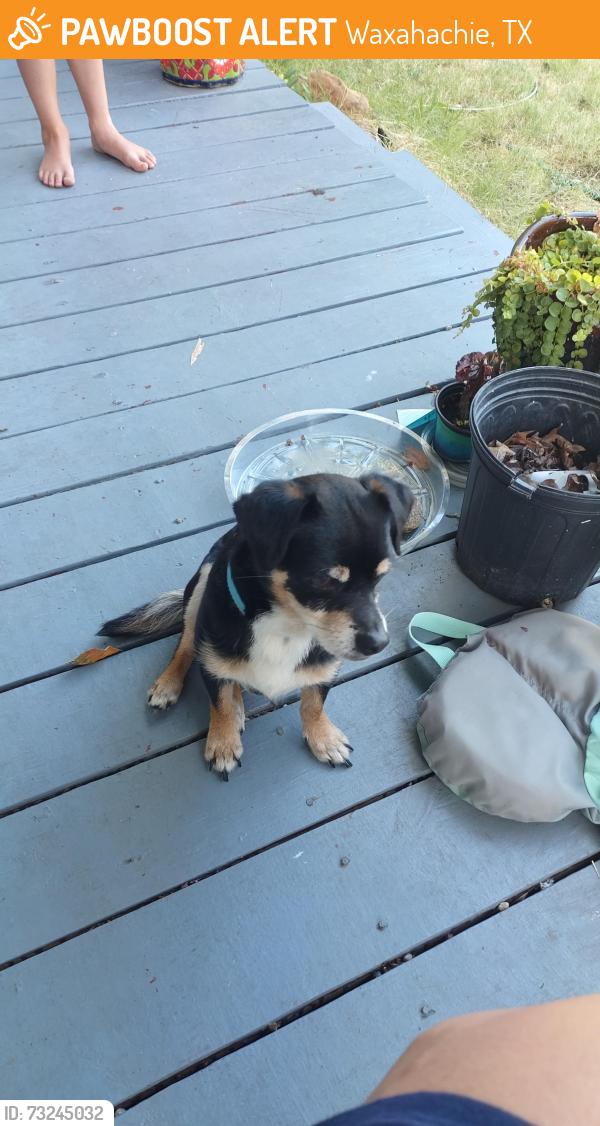 Found/Stray Male Dog last seen Near W University Ave, Waxahachie, TX, Waxahachie, TX 75165