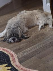 Reunited Male Dog last seen Near Oakland Elementary, Murfreesboro, TN 37130