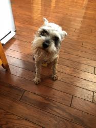 Reunited Male Dog last seen Cross street of Sanford and Stanley in Longwood off of Palm Springs, Longwood, FL 32750