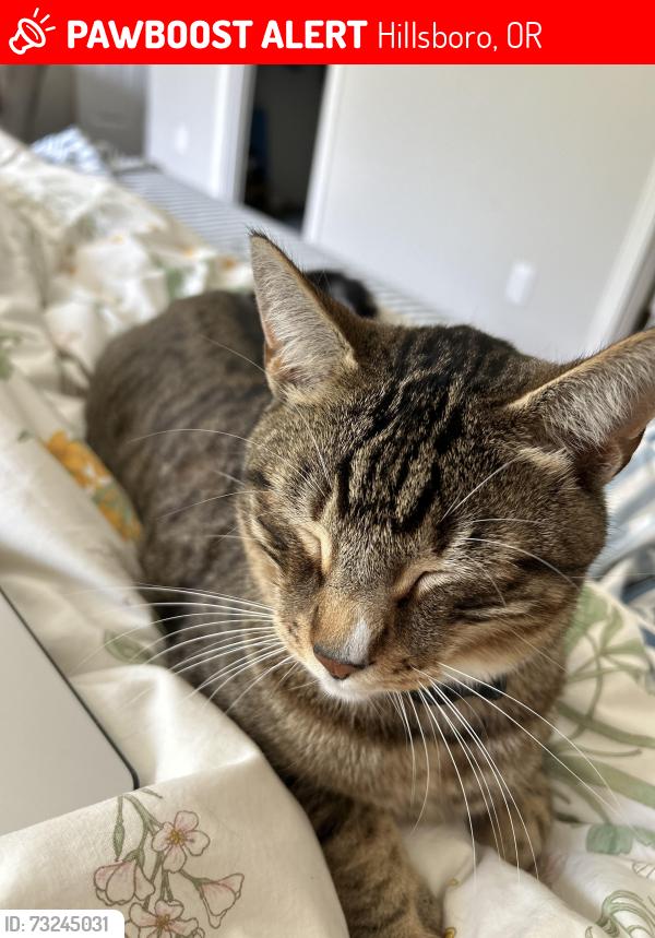 Lost Male Cat last seen se 30th ave, Hillsboro, OR 97123