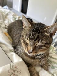 Lost Male Cat last seen se 30th ave, Hillsboro, OR 97123