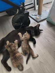 Found/Stray Female Cat last seen Airways and Ketchum, Memphis, TN 38114