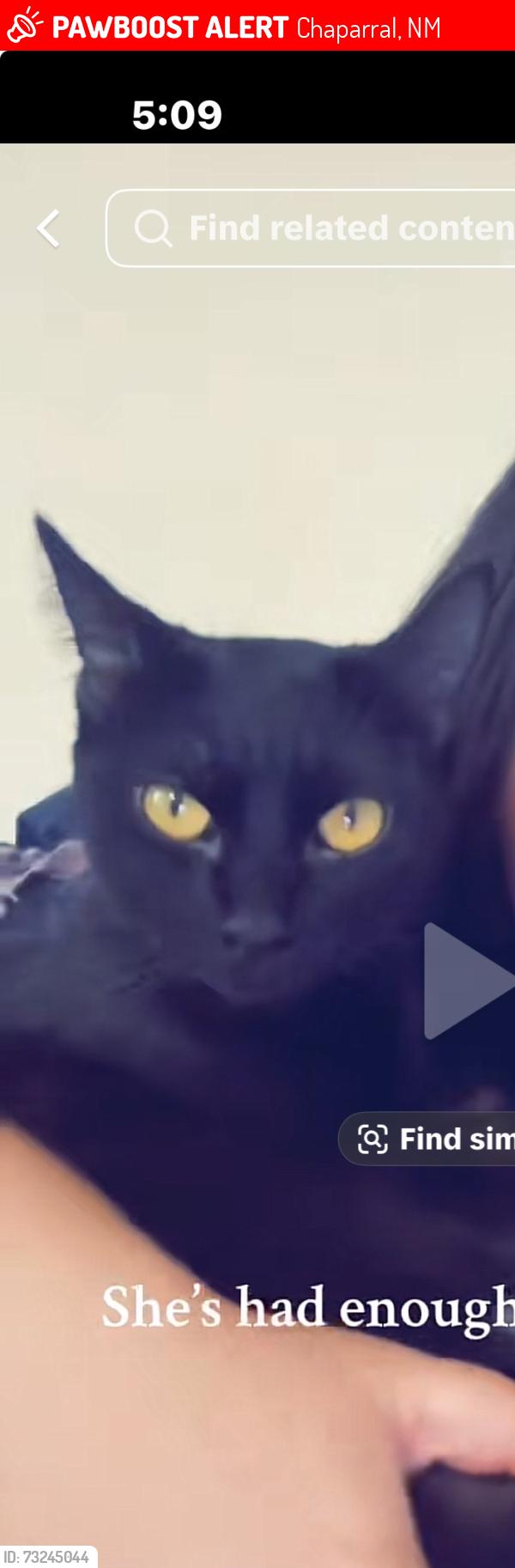 Lost Female Cat last seen Near desert aire dr, Chaparral, NM 88081