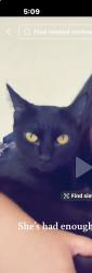 Lost Female Cat last seen Near desert aire dr, Chaparral, NM 88081