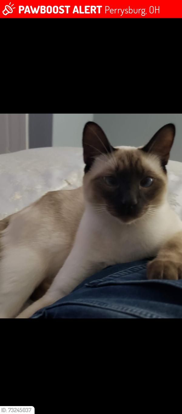 Lost Male Cat last seen River Rd sanctuary, Perrysburg, OH 43551