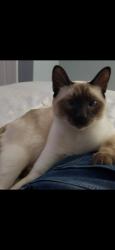 Lost Male Cat last seen River Rd sanctuary, Perrysburg, OH 43551