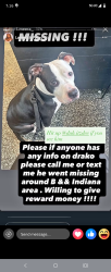 Lost Male Dog last seen C Street, Philadelphia, PA 19134