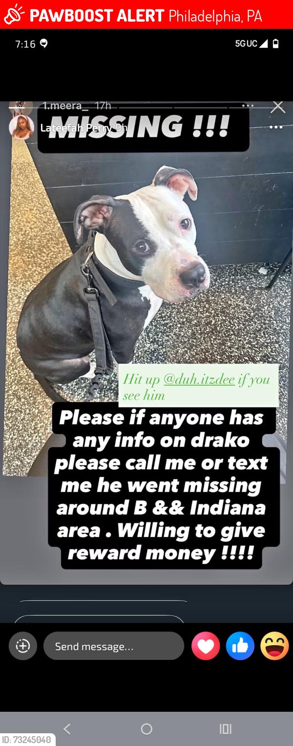 Lost Male Dog last seen C Street, Philadelphia, PA 19134
