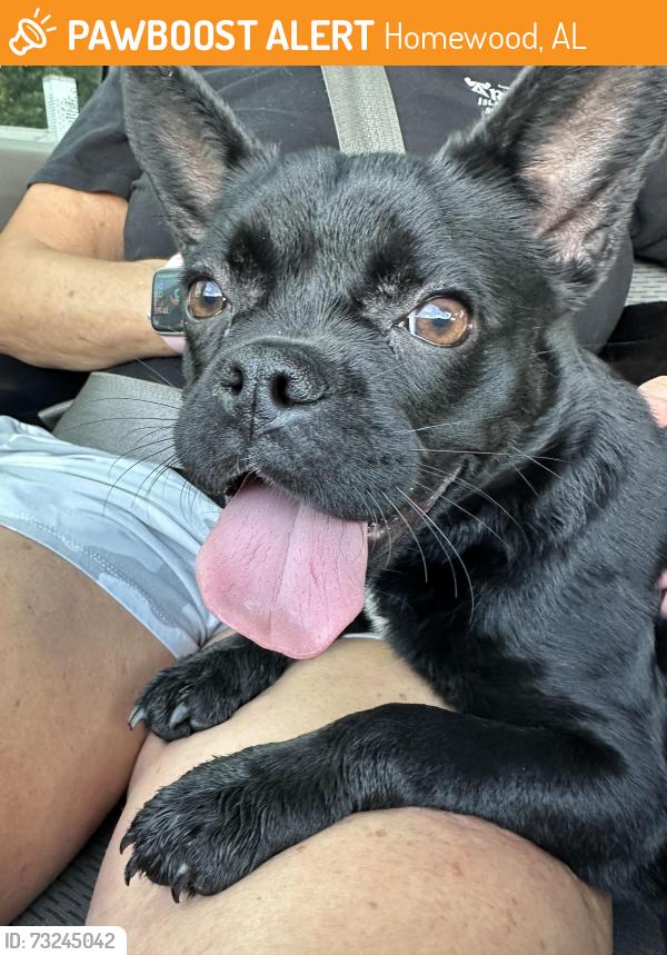 Found/Stray Female Dog last seen Columbiana and Sterrett, Homewood, AL 35230