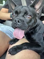 Found/Stray Female Dog last seen Columbiana and Sterrett, Homewood, AL 35230