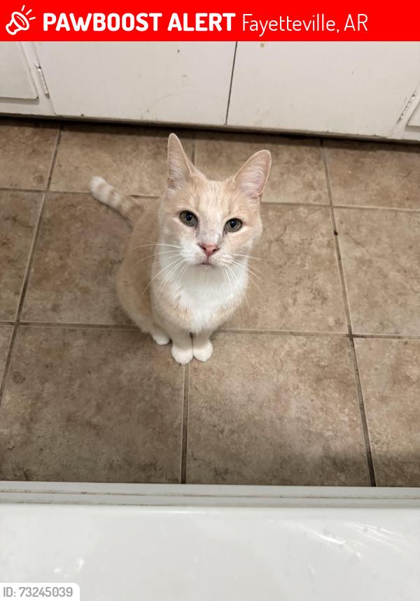 Lost Male Cat last seen Huntsville road, Wood Street, Fairlane street, Fayetteville, AR 72701
