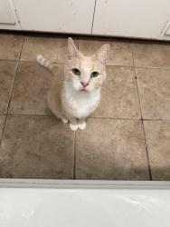 Lost Male Cat last seen Huntsville road, Wood Street, Fairlane street, Fayetteville, AR 72701