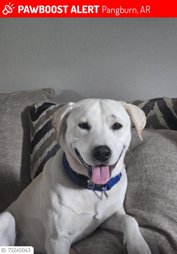 Lost Male Dog last seen Mountain home drive pangburn ar, Pangburn, AR 72121
