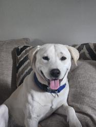 Lost Male Dog last seen Mountain home drive pangburn ar, Pangburn, AR 72121