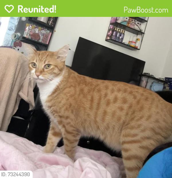 Reunited Male Cat last seen Laramie Ave & Bassett St, Los Angeles, CA 91306
