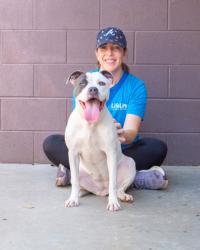 Shelter Stray Female Dog last seen Near Chamblee Dunwoody Rd. Chamblee, GA 30341, 30341, GA, 3280 Chamblee Dunwoody Rd, Chamblee, GA 30341, USA