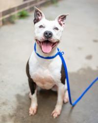 Shelter Stray Female Dog last seen , , GA, 3280 Chamblee Dunwoody Rd, Chamblee, GA 30341, USA