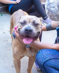 Shelter Stray Female Dog last seen Near COVINGTON HIGHWAY Lithonia, 30058, 30058, GA, 3280 Chamblee Dunwoody Rd, Chamblee, GA 30341, USA