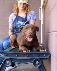 Shelter Stray Male Dog last seen Near Eagles Nest Cir., Decatur 30035, 30035, GA, 3280 Chamblee Dunwoody Rd, Chamblee, GA 30341, USA