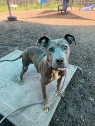 Shelter Stray Female Dog last seen , , GA, 3280 Chamblee Dunwoody Rd, Chamblee, GA 30341, USA
