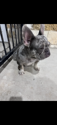 Lost Female Dog last seen Woodcrest and ridgeway, Atascosa County, TX 78069