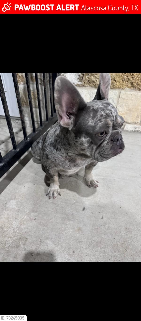 Lost Female Dog last seen Woodcrest and ridgeway, Atascosa County, TX 78069