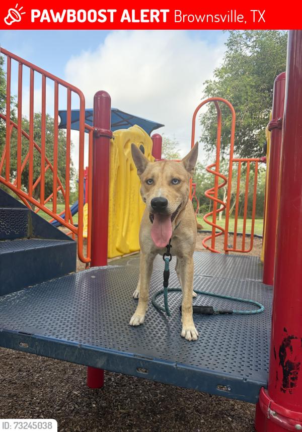 Lost Male Dog last seen Boca chica blvd, Brownsville, TX 78521