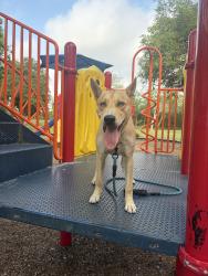 Lost Male Dog last seen Boca chica blvd, Brownsville, TX 78521