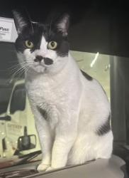 Lost Male Cat last seen Near NE Miller St., McMinnville, OR 97128, McMinnville, OR 97128