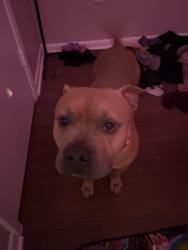 Found/Stray Male Dog last seen Near Mornay Ct Tampa, FL 33615 United States, Town 'n' Country, FL 33615