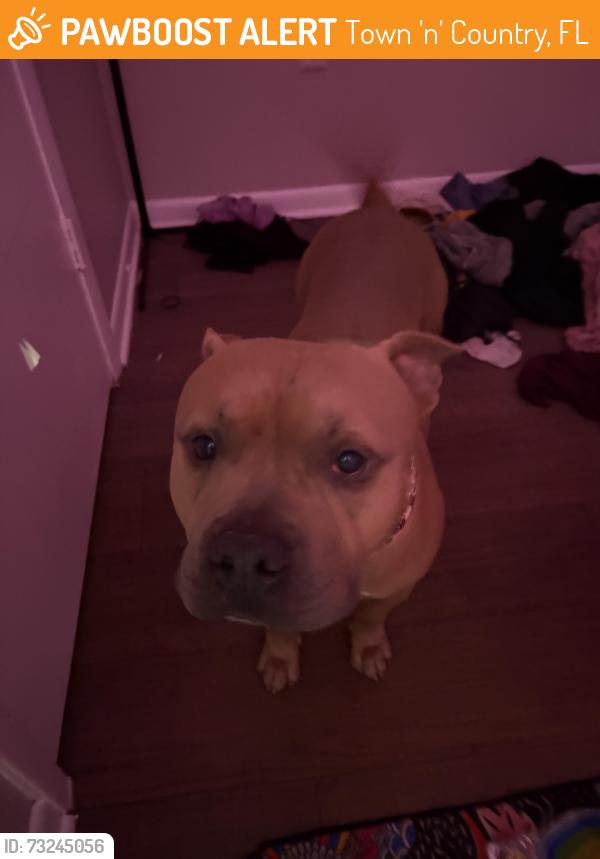 Found/Stray Male Dog last seen Near Mornay Ct Tampa, FL 33615 United States, Town 'n' Country, FL 33615
