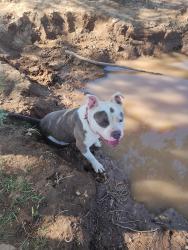 Found/Stray Male Dog last seen W. Shields and Polk, Westside, CA 93722