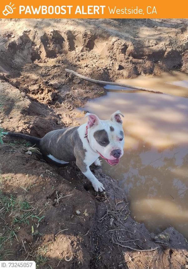 Found/Stray Male Dog last seen W. Shields and Polk, Westside, CA 93722