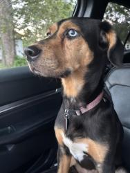 Found/Stray Female Dog last seen Pasteur Ave, Breckenridge Hills, MO 63114