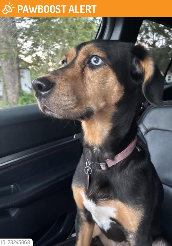 Found/Stray Female Dog last seen Pasteur Ave, Breckenridge Hills, MO 63114