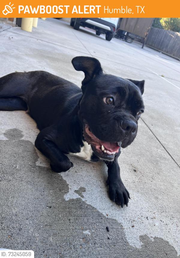 Found/Stray Female Dog last seen Atascocita Fire Station, Humble, TX 77346