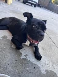 Found/Stray Female Dog last seen Atascocita Fire Station, Humble, TX 77346