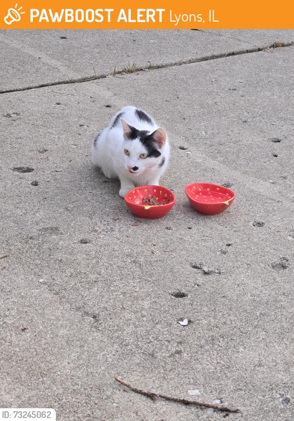 Found/Stray Female Cat last seen 42nd Street and Leland, Lyons, IL 60534
