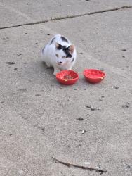 Found/Stray Female Cat last seen 42nd Street and Leland, Lyons, IL 60534