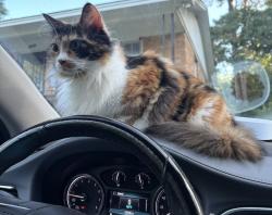 Reunited Female Cat last seen Lee hills dr, Columbia, SC 29209