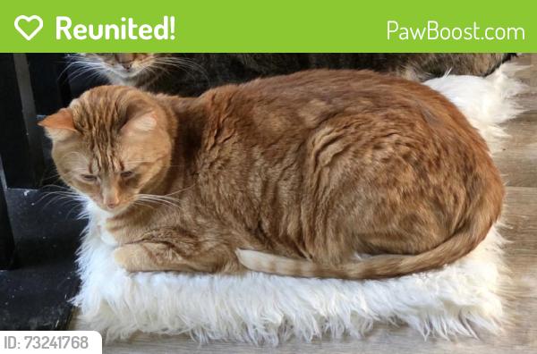 Reunited Male Cat last seen Near 18 Ave NW, Edmonton, AB T6L 1L7, Canada, Edmonton, AB T6L 1L7