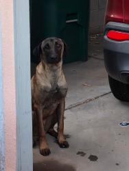 Found/Stray Male Dog last seen Camino Verde/Rockrose, Tucson, AZ 85757