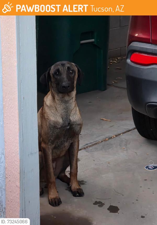 Found/Stray Male Dog last seen Camino Verde/Rockrose, Tucson, AZ 85757
