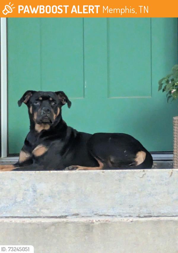 Found/Stray Female Dog last seen Amboy between Perkins & Verne, Memphis, TN 38117