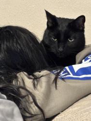 Lost Male Cat last seen Riverside Plaza, Riverside, CA 92506