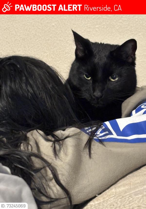 Lost Male Cat last seen Riverside Plaza, Riverside, CA 92506