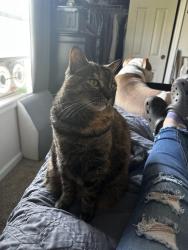 Lost Female Cat last seen Ayers Dr and Shelby Ln, Moncks Corner, SC 29461