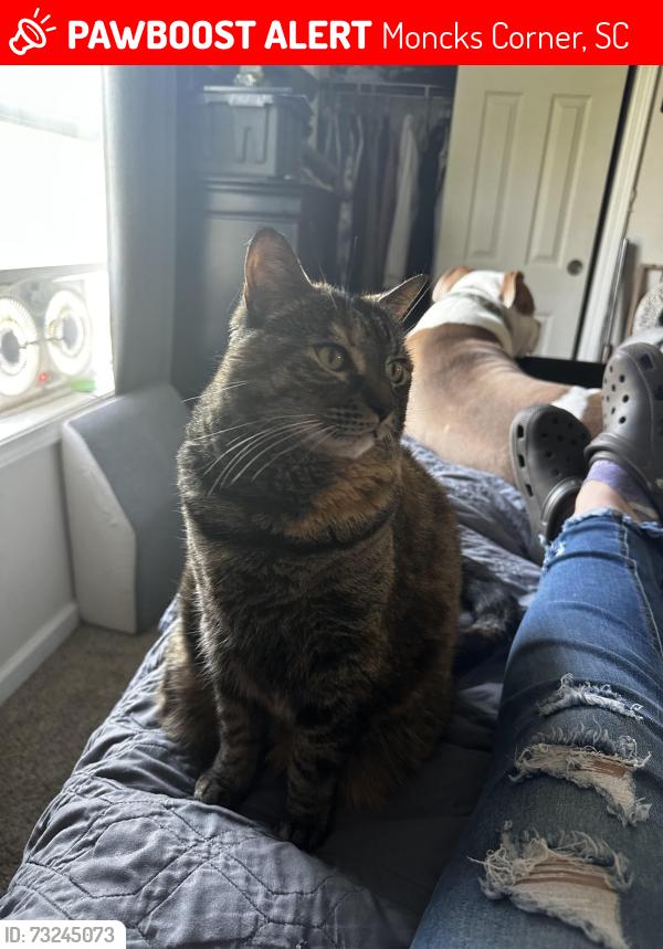Lost Female Cat last seen Ayers Dr and Shelby Ln, Moncks Corner, SC 29461