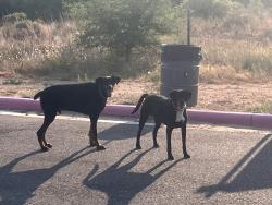 Found/Stray Unknown Dog last seen Trails at 9th, Amarillo, TX 79124